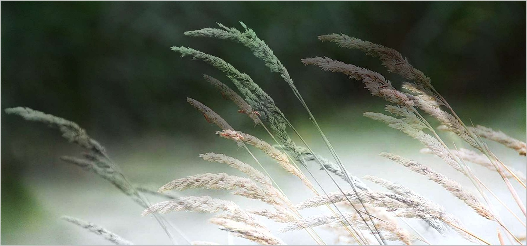 wenn der Wind weht Foto & Bild pflanzen, pilze & flechten, gräser