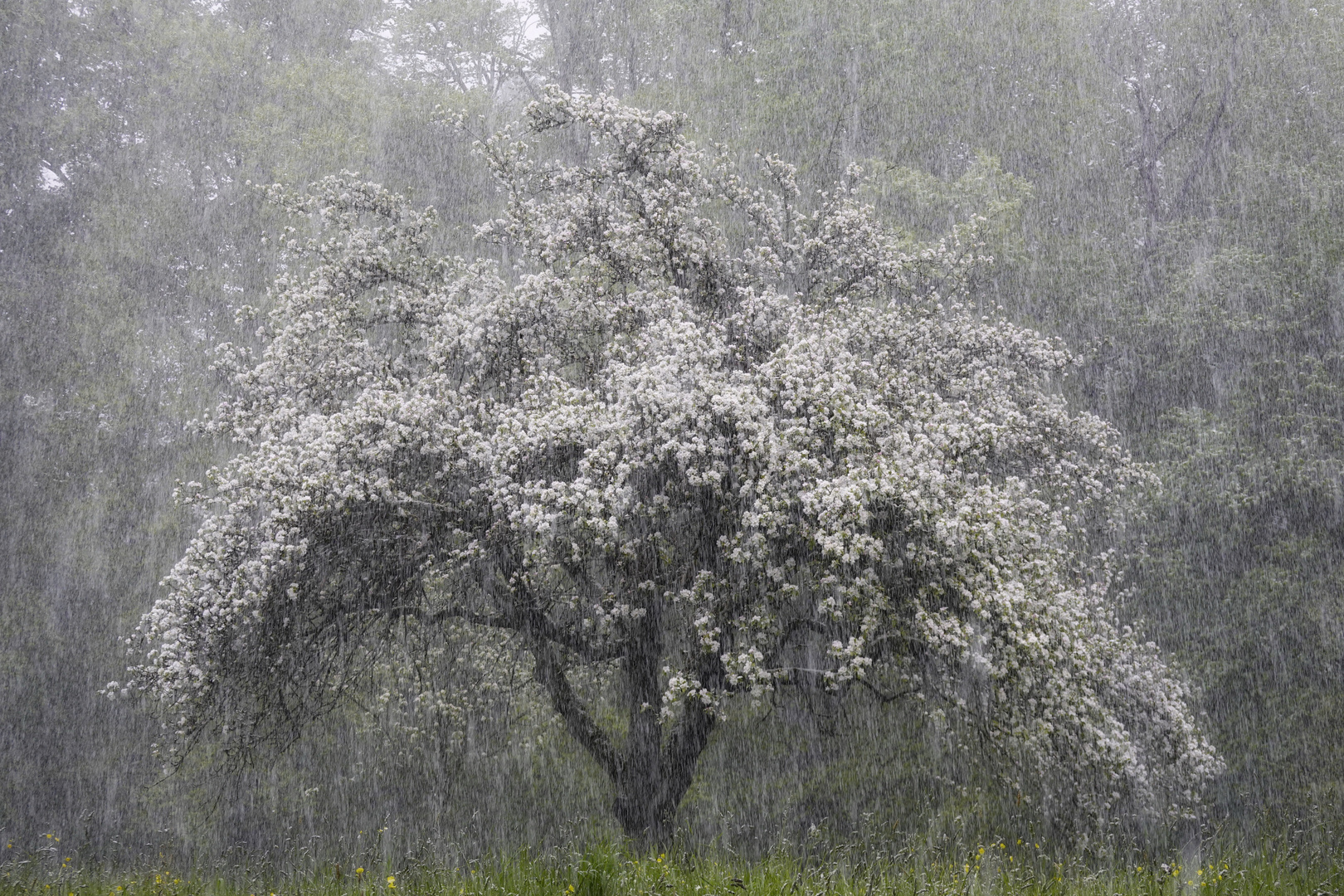 Wenn der Winter auf den Frühling trifft