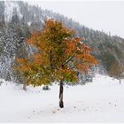 Wenn der Winter den Herbst ablöst