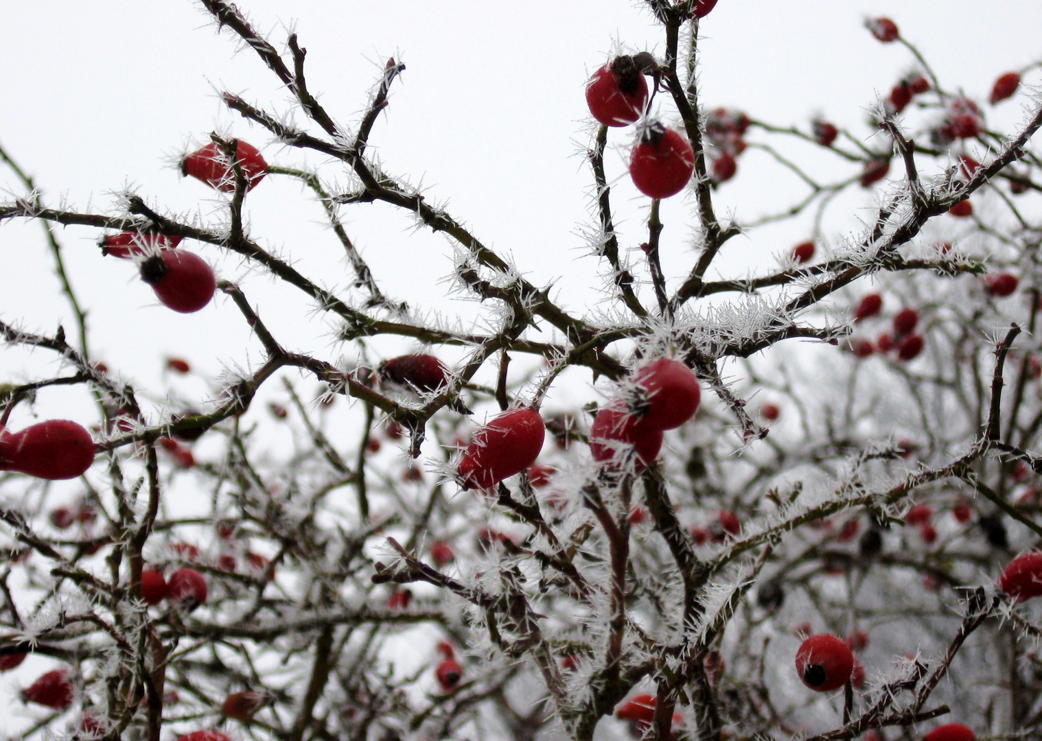 Wenn der Winter kommt ...