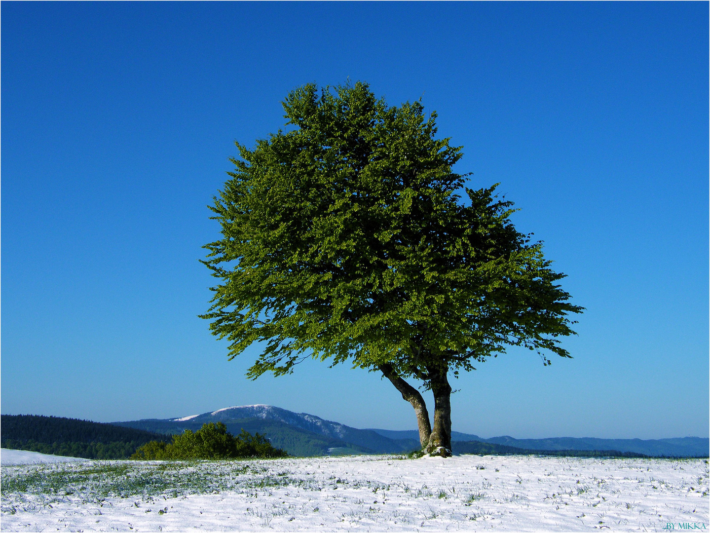 Wenn der Winter sich in den Sommer verliebt hat #6