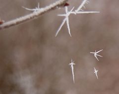 Wenn der Winter tanzt…