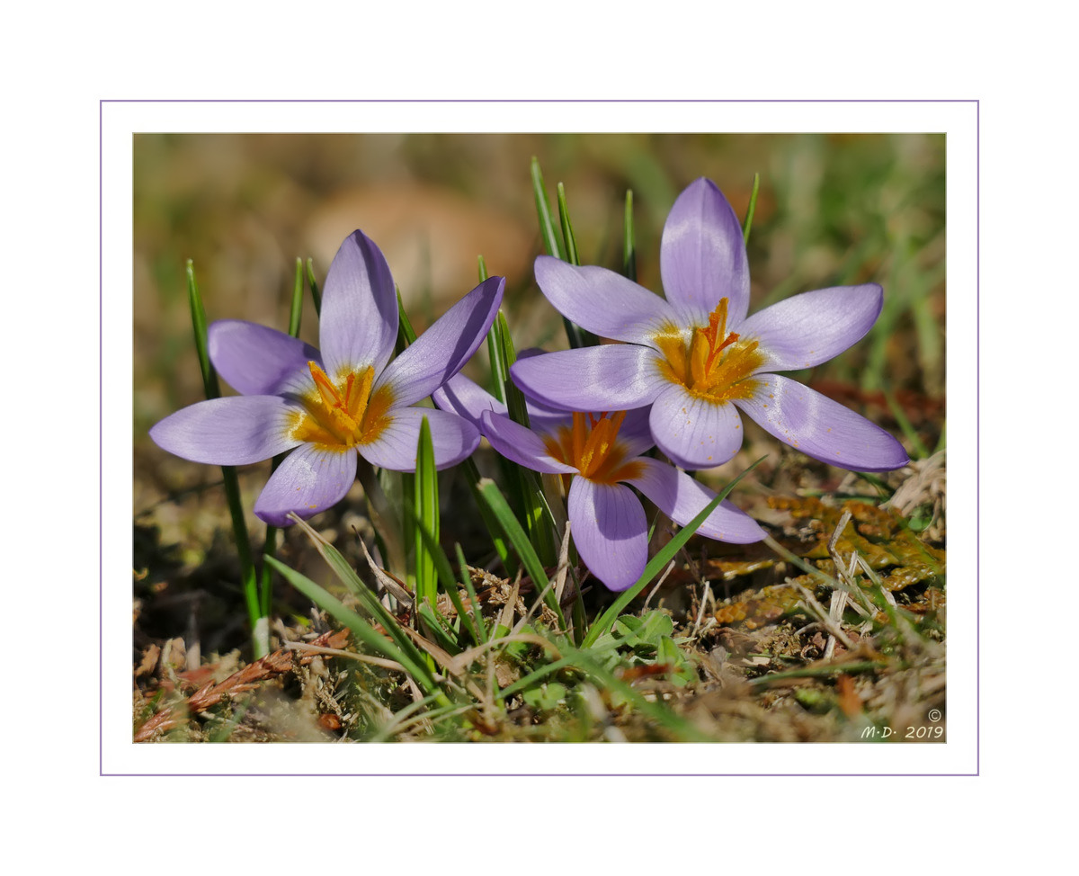 Wenn der Winter zum Frühling wird ...