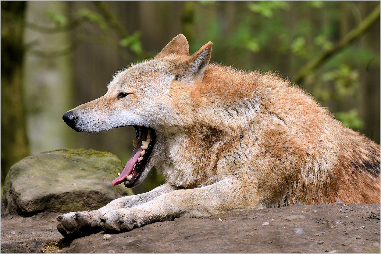 Wenn der Wolf gähnt...