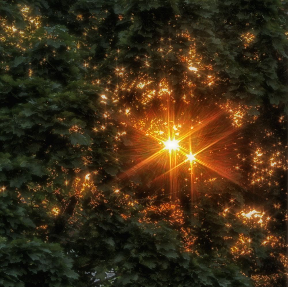 Wenn die Abendsonne durch die Bäume scheint