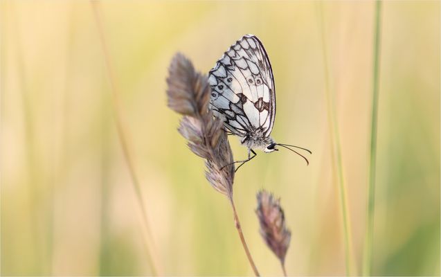 *Wenn die Abendsonne untergeht...*