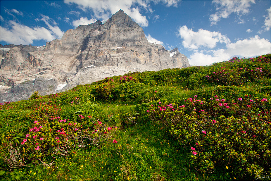 Wenn die Alpen blühen