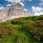 Wenn die Alpen blühen