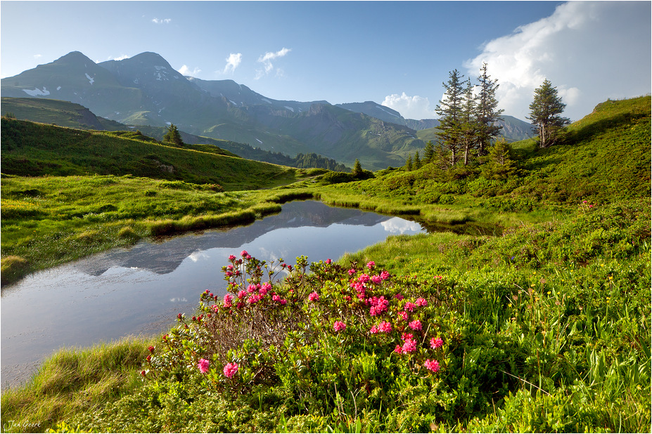 Wenn die Alpen blühen II