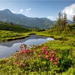 Wenn die Alpen blühen II