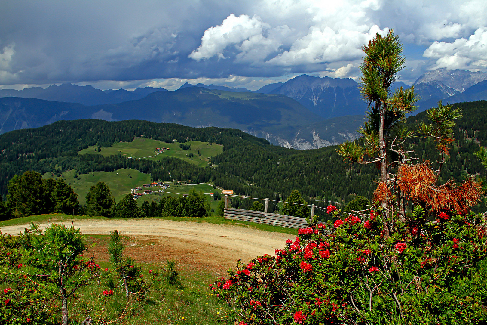 Wenn die Alpenrosen blühen.