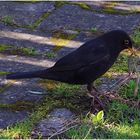 .... wenn die Amsel mit dem Wurm... dieses Pano ist der Umstrukturierung der FC zum Opfer gefallen 