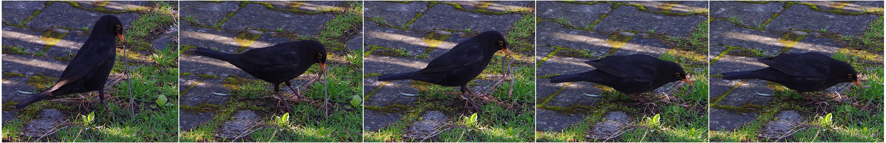 .... wenn die Amsel mit dem Wurm... dieses Pano ist der Umstrukturierung der FC zum Opfer gefallen 