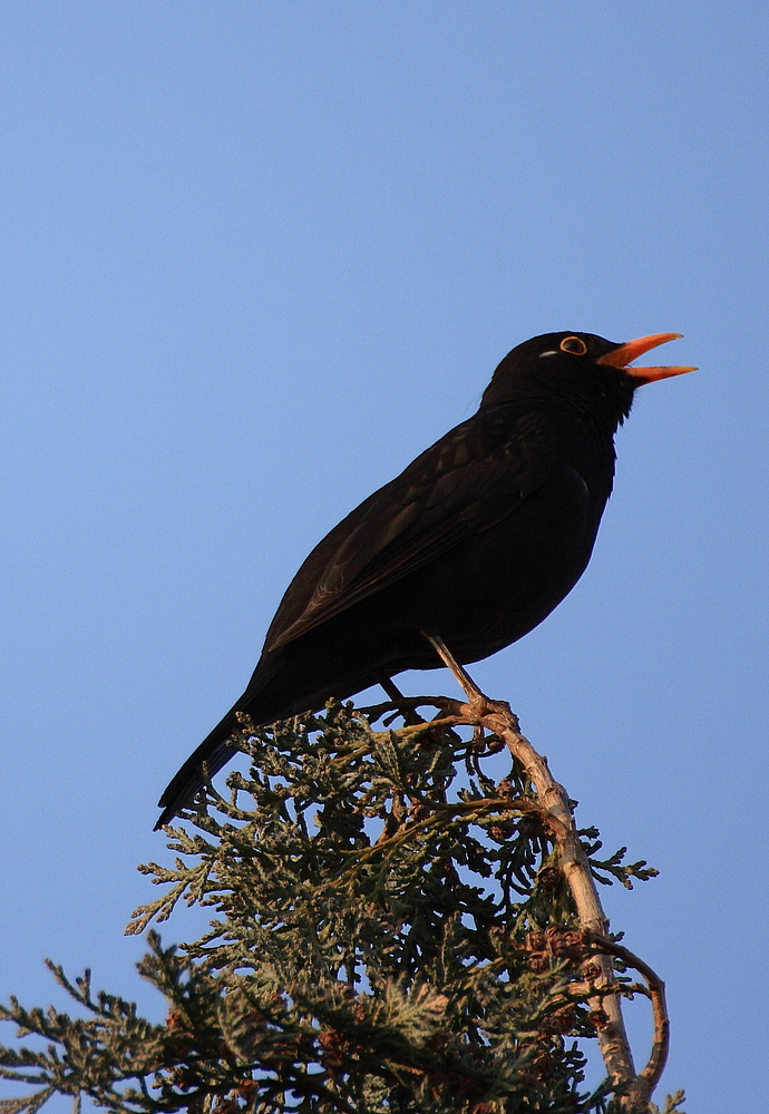 wenn die amsel steigt, das wetter so schön bleibt