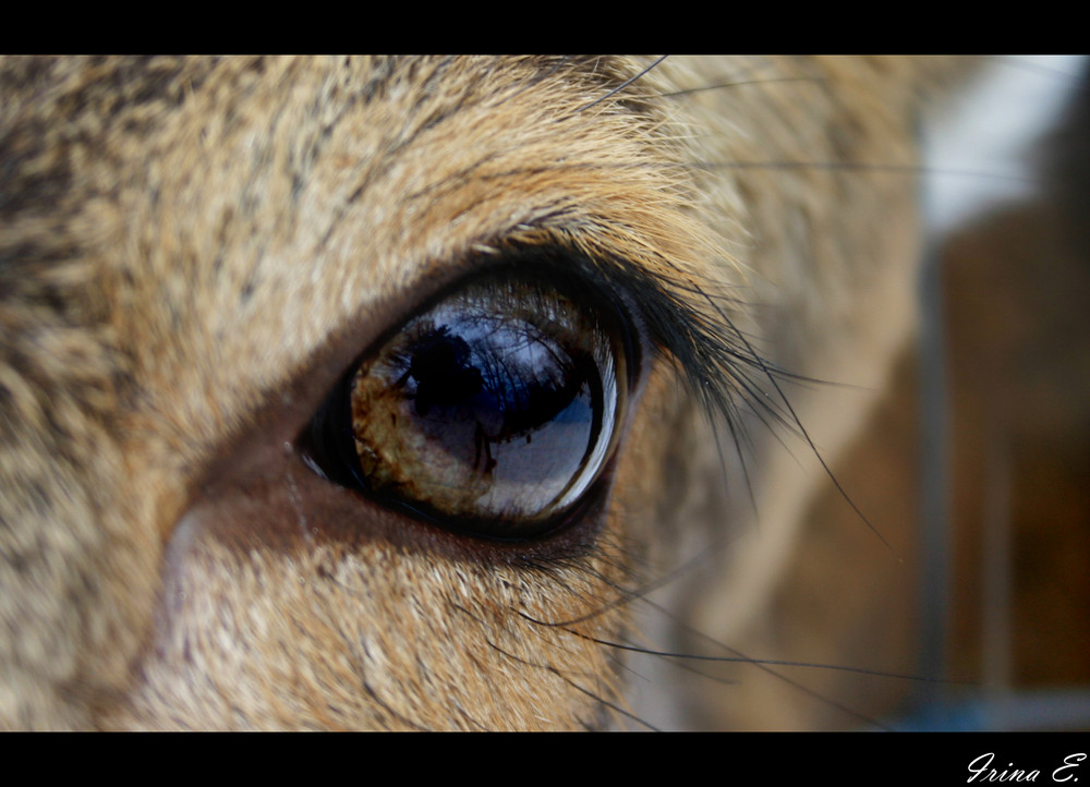 wenn die augen der schlüssel zur seele sind ,wieso haben rehe dann alle braune augen?