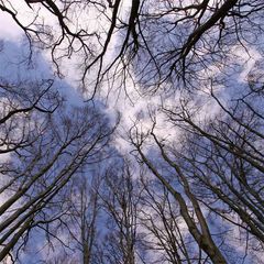 Wenn die Bäume in den Himmel wachsen