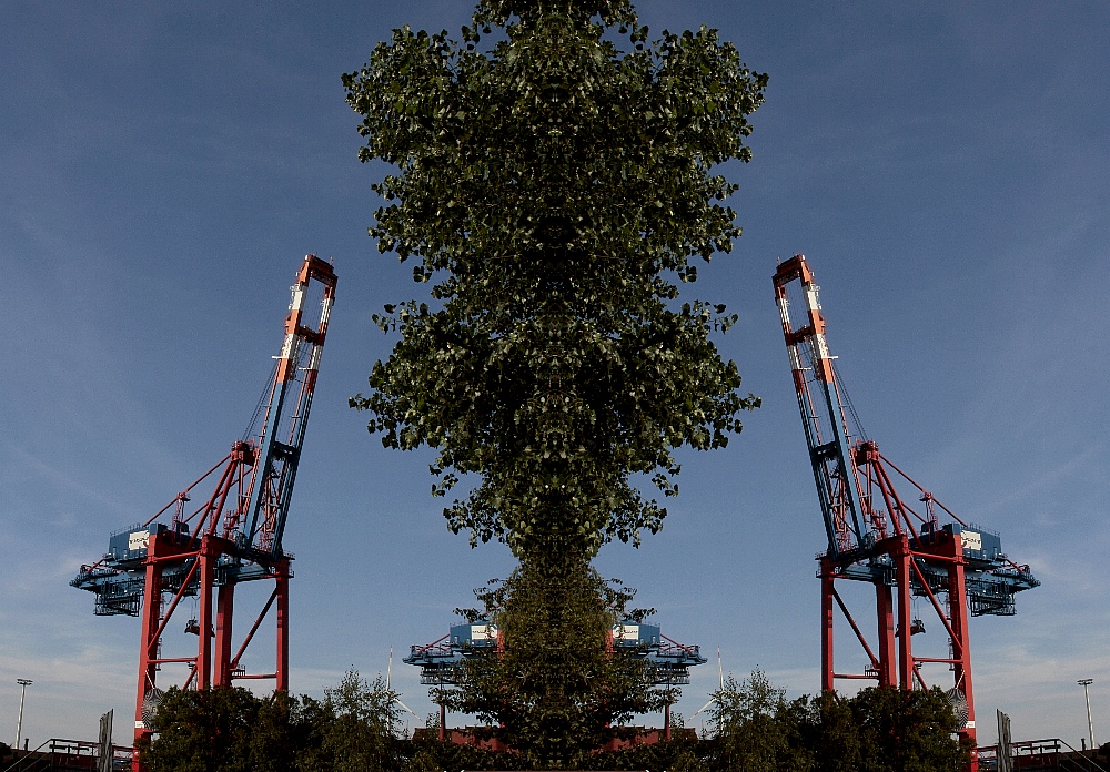 Wenn die Bäume in den Himmel wachsen ...