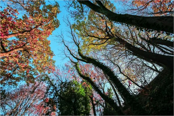 Wenn die Bäume in den Himmel wachsen!