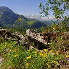 Wenn die Berge blühen....