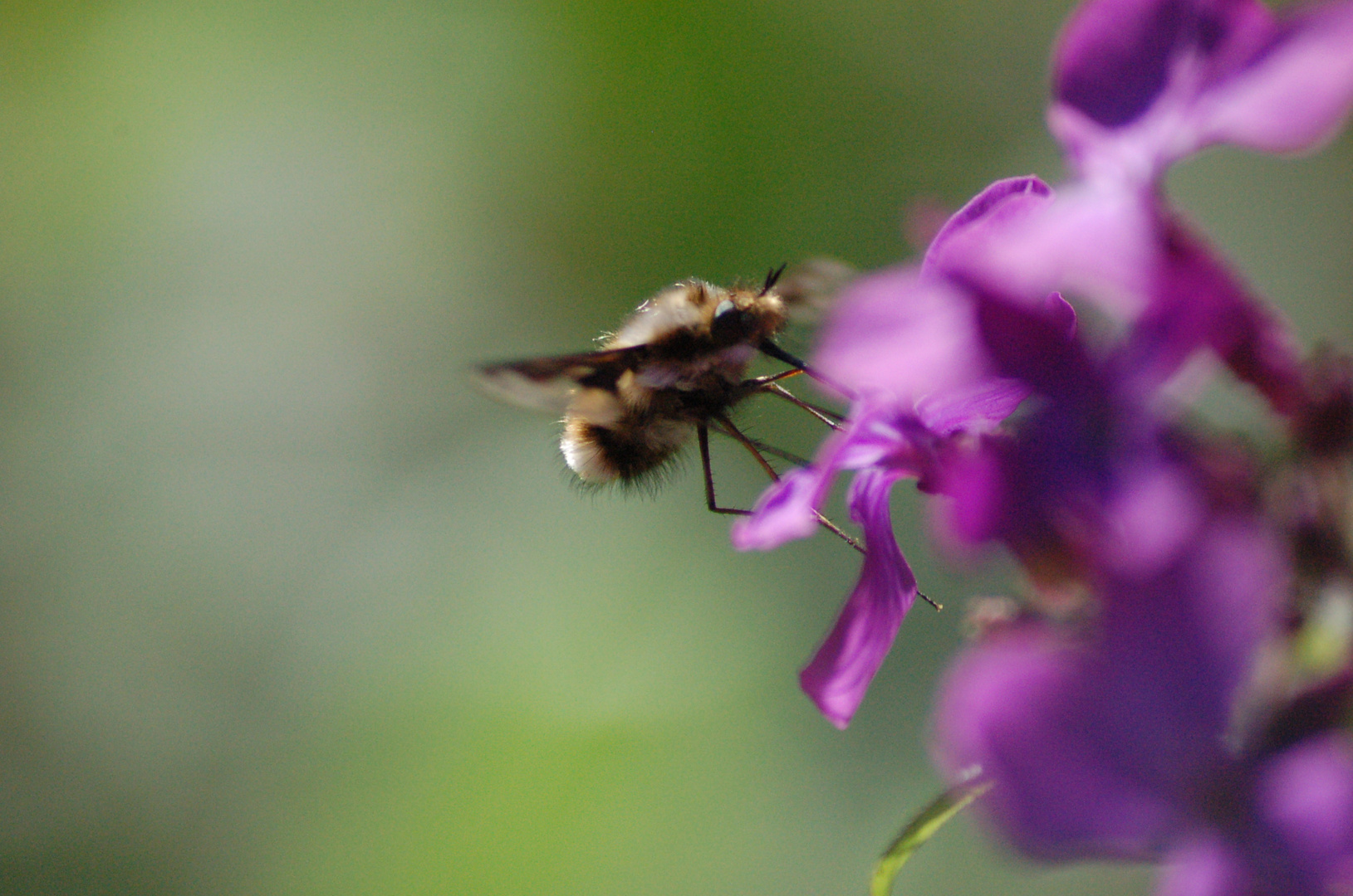 wenn die Bienchen & die Blümchen..