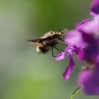 wenn die Bienchen & die Blümchen..