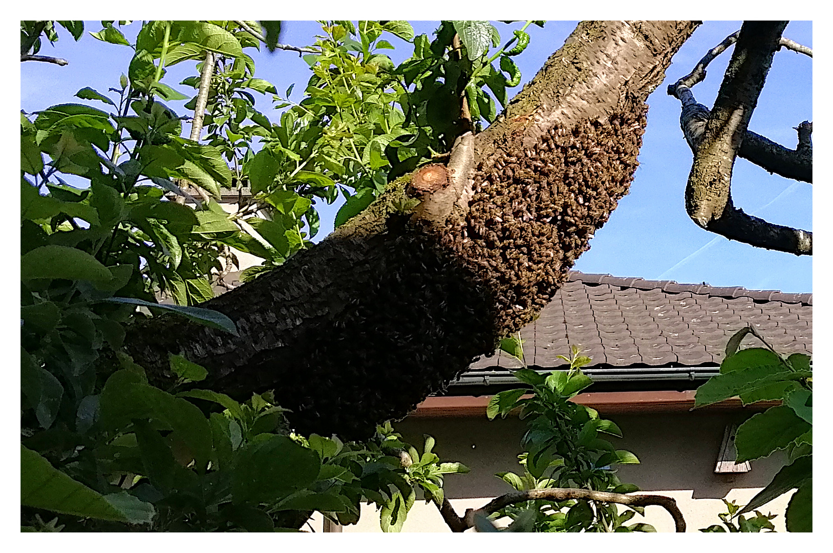 Wenn die Bienen schwärmen