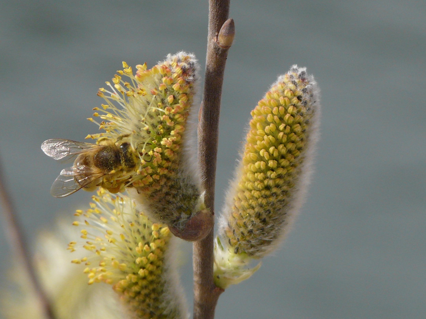 Wenn die Bienen wieder summen