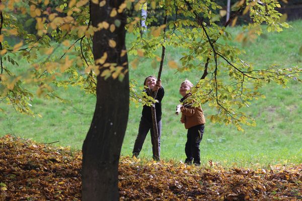 Wenn die Blätter nicht schnell genug fallen