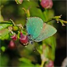 Wenn die Blaubeeren blühen . . .