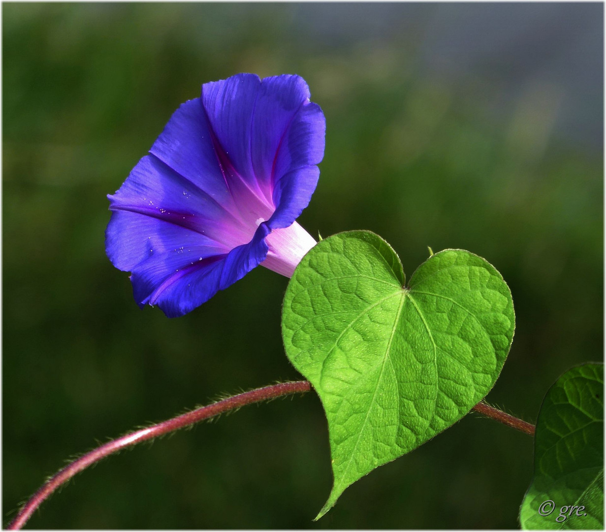 ...wenn die blauen Blumen wieder blühen