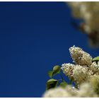 Wenn die Blüten am Himmel wachsen, ...