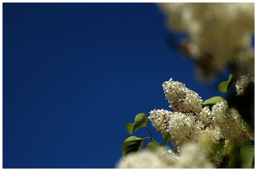 Wenn die Blüten am Himmel wachsen, ...