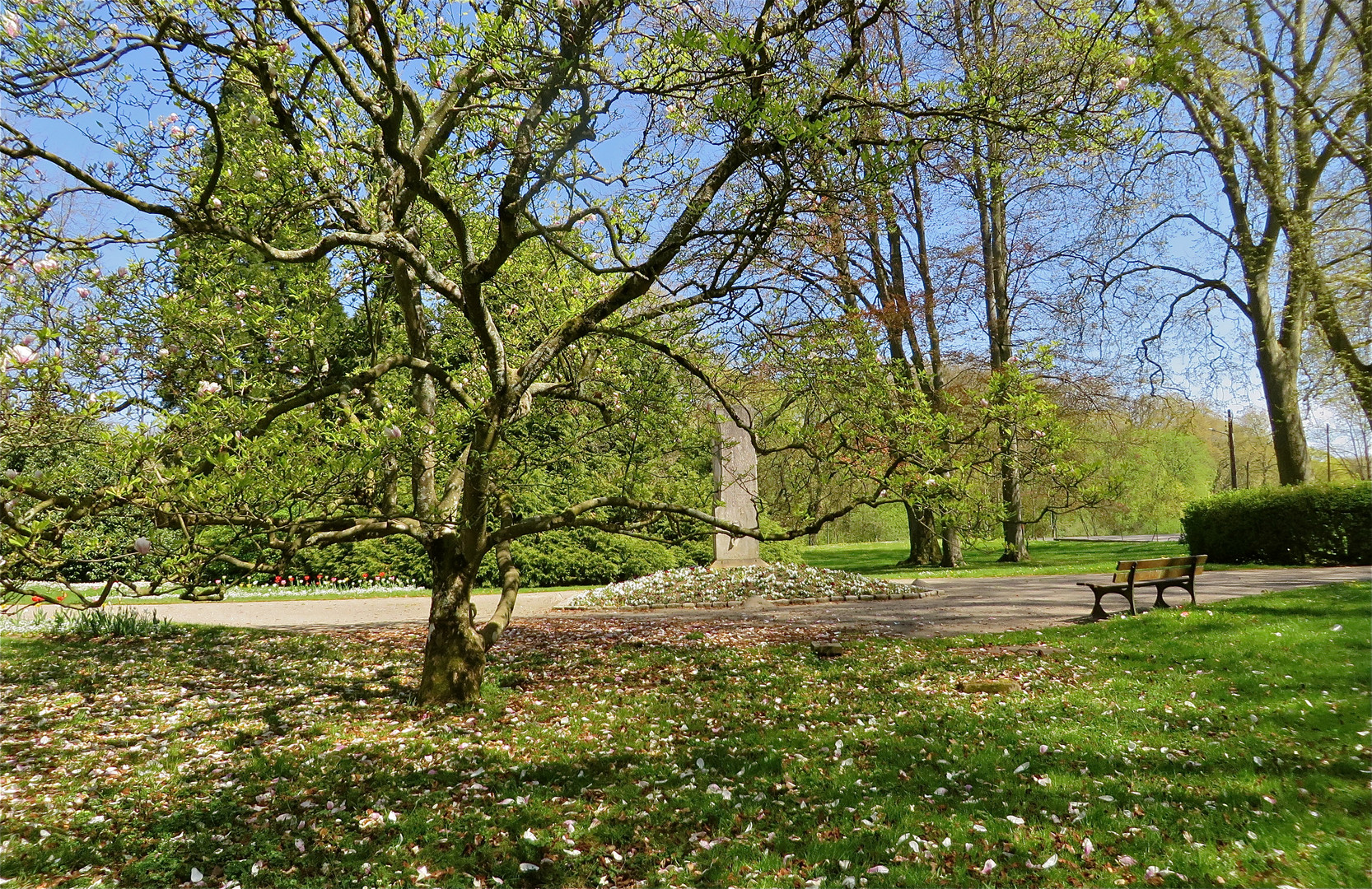 ..wenn die (Blüten)- Blätter fallen !!!...