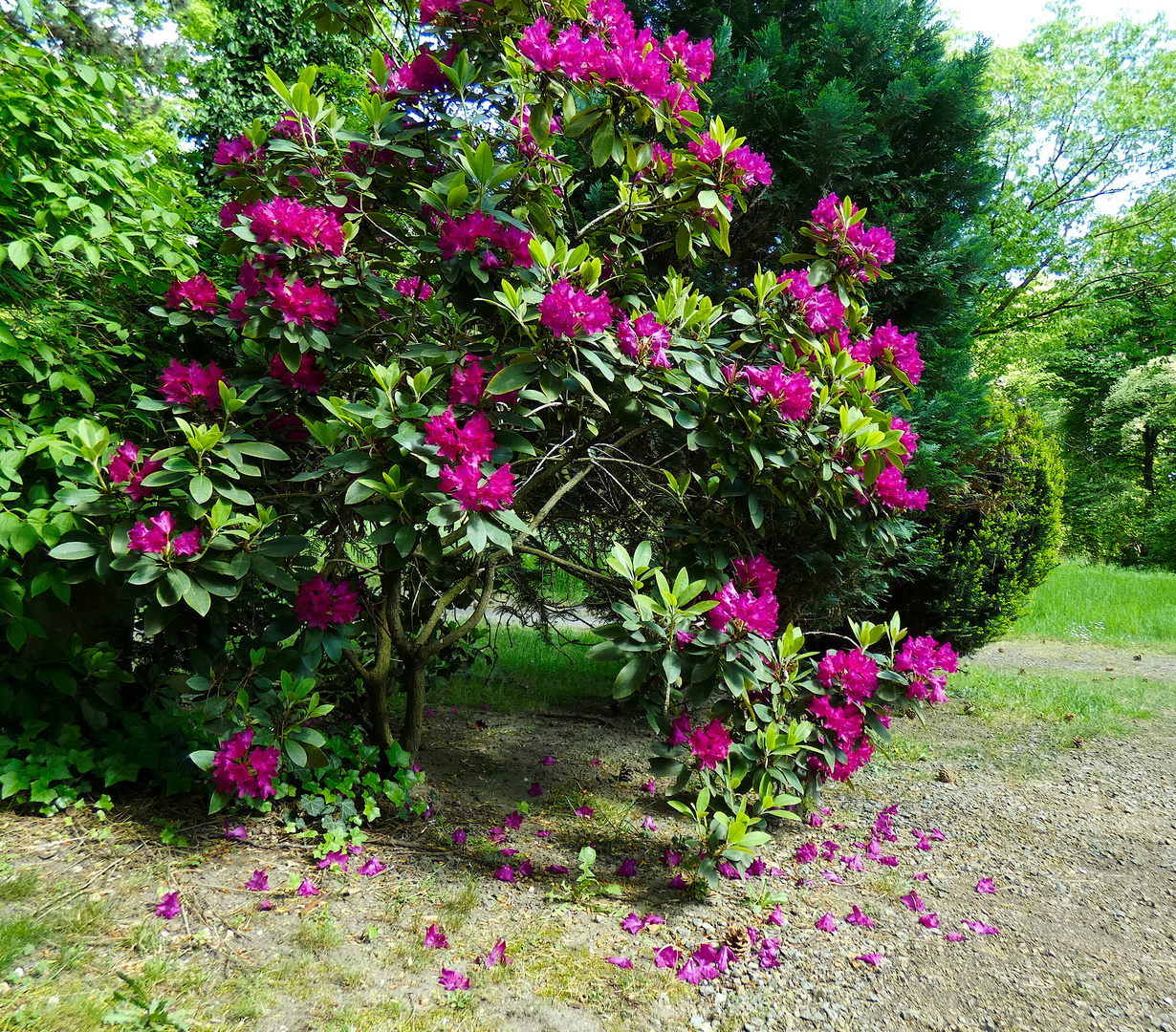 Wenn die Blüten fallen...