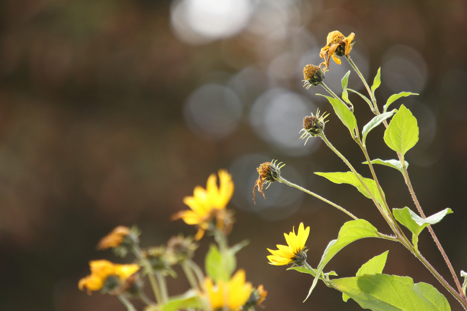 wenn die blüten zeit wider endet