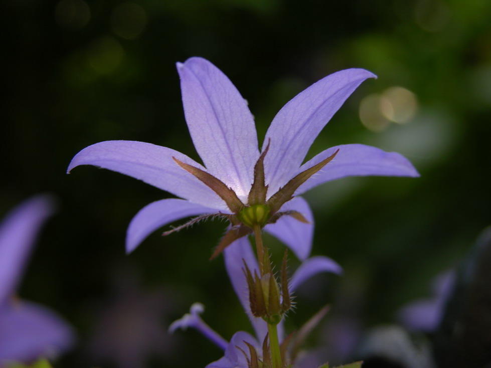 Wenn die Blume zu leuchten beginnt