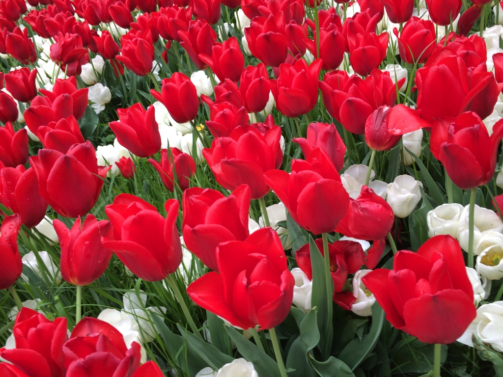 Wenn die Blumen lachen duftet die Welt