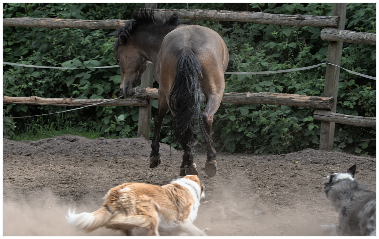 Wenn die Border Collies mal wieder das Pony nerven ...