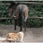 Wenn die Border Collies mal wieder das Pony nerven ...