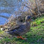 Wenn die Ente aus dem Bad steigt ... ist der Erpel nicht weit!