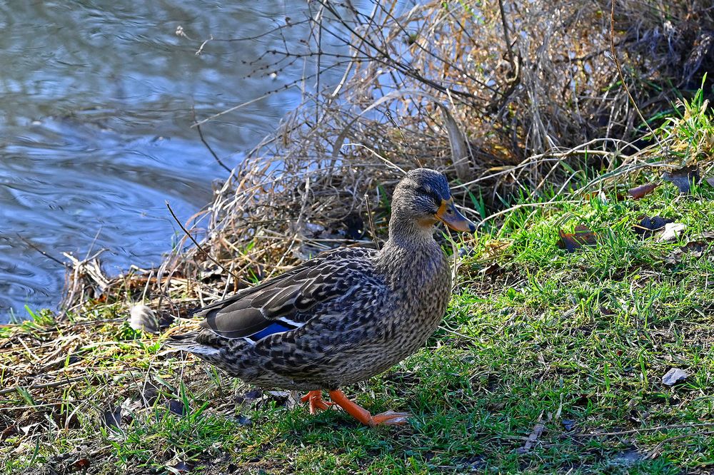 Wenn die Ente aus dem Bad steigt ... ist der Erpel nicht weit!