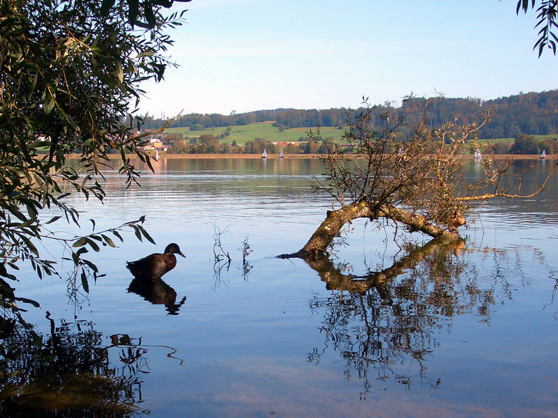 wenn die Ente nicht schwimmt- dann steht sie