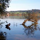 wenn die Ente nicht schwimmt- dann steht sie