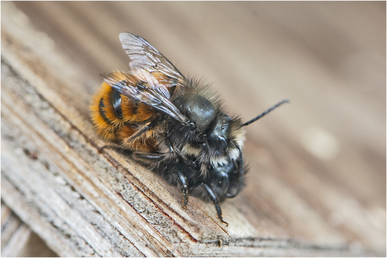 Wenn die erste weibliche Gehörnte Mauerbiene (Osmia cornuta) . . . 