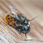 Wenn die erste weibliche Gehörnte Mauerbiene (Osmia cornuta) . . . 