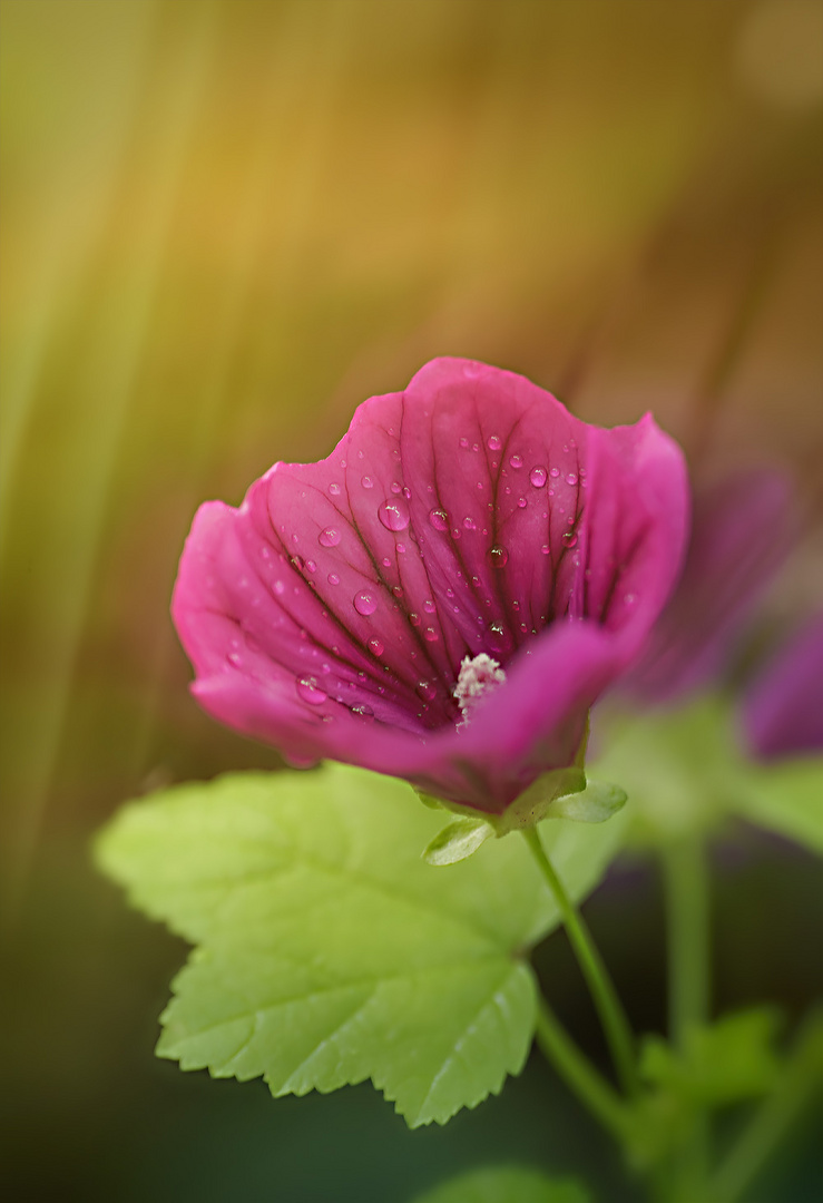 wenn die farben der blumen strahlen ...