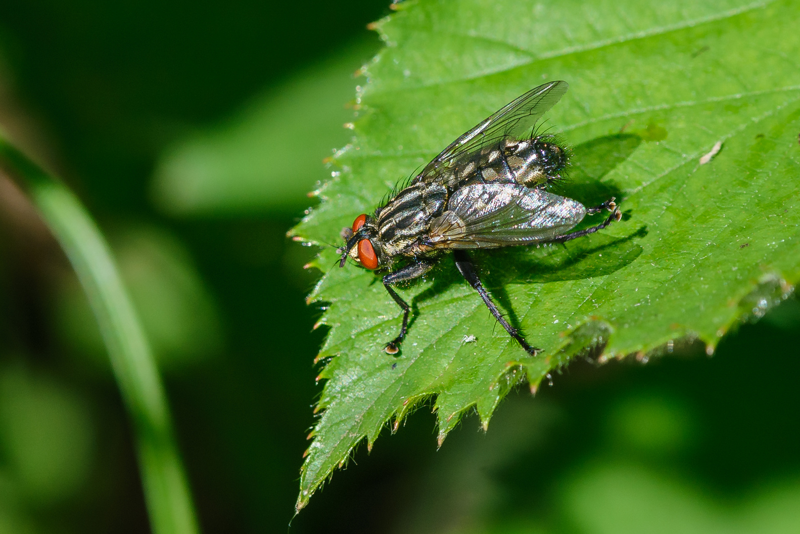 Wenn die Fliegen fliegen….