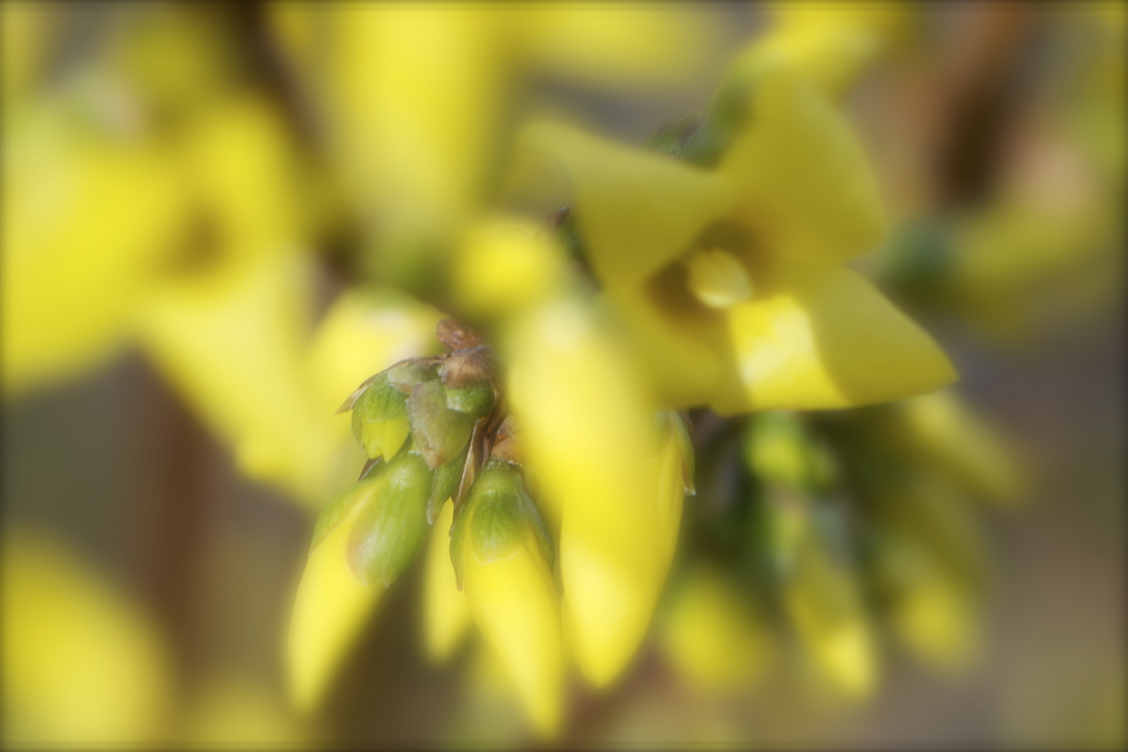 Wenn die Forsythien blühen