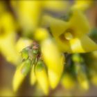 Wenn die Forsythien blühen