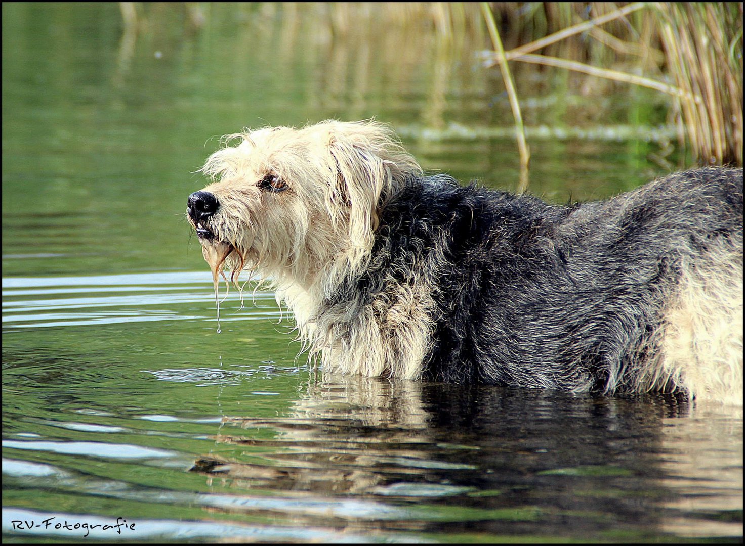 Wenn die Fotografin bis zum Bauch im Wasser steht..